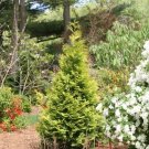 Arborvitae Polar Evergreen Landscape Border Gold Thuja Live Plant 4" Pot Indoor Outdoor Garden