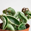 Variegata Variegated Hoya Carnosa Rope Hindu Multicolor Live Plant 4" Pot Indoor Outdoor Garden