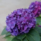 Hydrangea Bit Grumpy Handsome Appeal Production Wee Bigleaf 4" Pot Indoor Outdoor Garden