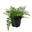 Asplenium Austral Dimorphum Hybrid Fern Gem House Live Plant 4" Pot Indoor Outdoor Garden