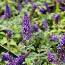 Buddleias Butterfly Behold Lo Chip Attractives Bush Live Plant 4" Pot Indoor Outdoor Garden