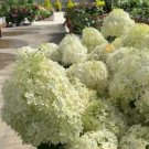 Hydrangea Puffer Paniculata Fish Panicle Live Plant 4" Pot Indoor Outdoor Garden Hydrangea Puffer Paniculata Fish Panicle Live Plant 4" Pot Indoor Outdoor Garden