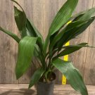 Aspidistra Casts Grows In Dim Lights Popular Iron Live Plant 6" Pot Indoor Outdoor Garden