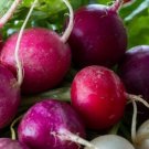 Radish Multicolor Easter Are Best Grown Organics Crunch Blend Eggs 2 Grams Seeds Indoor Outdoor Gard Radish Multicolor Easter Are Best Grown Organics Crunch Blend Eggs 2 Grams Seeds Indoor Outdoor Gard