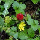 Duchesnea Indicas Strawberry A Semis Evergreen Trailing Cover 50 Seeds Indoor Outdoor Garden
