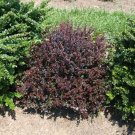 Berberis Maroon Sunjoy Sterile Barberry Versatile Habit Mini Dark Leafeds 4" Pot Indoor Outdoor Gard Berberis Maroon Sunjoy Sterile Barberry Versatile Habit Mini Dark Leafeds 4" Pot Indoor Outdoor Gard