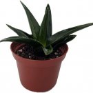 Haworthia Pentagonas Hard To Kill Succulent S Live Plant 3" Pot Indoor Outdoor Garden