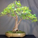 Acers Amurs Ginnalas Maples Large Deciduous Trees And 10 Seeds Indoor Outdoor Garden Acers Amurs Ginnalas Maples Large Deciduous Trees And 10 Seeds Indoor Outdoor Garden