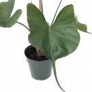 Alocasia Stingray Rare Elephant Ears Ribbed Live Plant 4" Pot Indoor Outdoor Garden