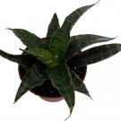 Sanseveria Snake Tiger Hybrid Mother In Law'S Tongue Live Plant 2.5" Pot Indoor Outdoor Garden