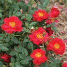 Roses Legend Urbans Beautiful Landscape S Live Plant 4" Pot Indoor Outdoor Garden