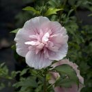Syriacus Rose Of Sharon Pink Flowers Hibiscus Chiffon Live Plant 4" Pot Indoor Outdoor Garden