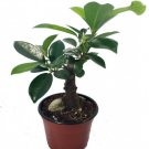 Ficus Ginsengs Large Swollen Trunk Tree Or Bonsai Live Plant 4" Pot Indoor Outdoor Garden Ficus Ginsengs Large Swollen Trunk Tree Or Bonsai Live Plant 4" Pot Indoor Outdoor Garden