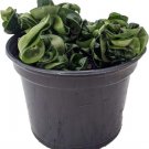 Carnosa Hindu Rope Compacta Convoluted Hoya S Live Plant 6" Pot Indoor Outdoor Garden