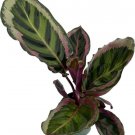 Roseopicta Angela Calatheas Short Prayer S Live Plant 4" Pot Indoor Outdoor Garden