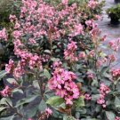 Hawthorn La Rhaphiolepis Grande Large Panicles Indica Live Plant 4" Pot Indoor Outdoor Garden
