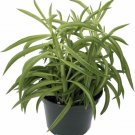 Peperomia Happy Green Beans S Bloom Live Plant 4" Pot Indoor Outdoor Garden