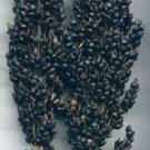 Corns Brooms Amber Sorghums Ornamentals Grass Nigra Ornamental 50 Seeds Indoor Outdoor Garden