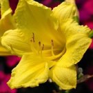 Daylily Happy Reblooming Hemerocallis Returns Live Plant Quart Pot Indoor Outdoor Garden