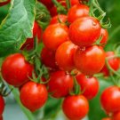 Grape Tomatos Sugar Cherry Lump Popular Smaller Variety 20 Seeds Indoor Outdoor Garden