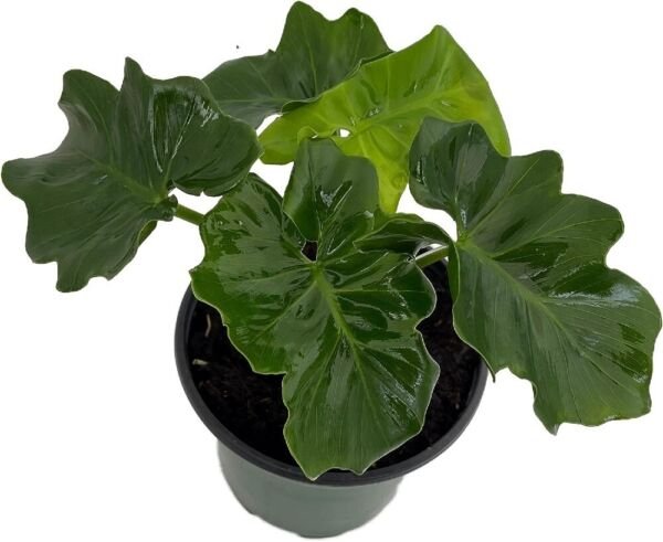 Atom Super Philodendron Dwarf Excellent Grows Anywhere Live Plant 4" Pot Indoor Outdoor Garden