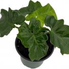 Atom Super Philodendron Dwarf Excellent Grows Anywhere Live Plant 4" Pot Indoor Outdoor Garden