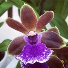 Zygobaptista Dragon Orchid Kitten Purr Deep Purple Blooms Home Live Plant 4" Pot Indoor Outdoor Gard