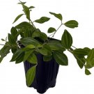 Puteolata Diamond Peperomias Delicates S Live Plant 2.5" Pot Indoor Outdoor Garden
