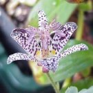 Lily Toad Tricyrtis One Of The Most Unique Flowering Available 20 Seed Indoor Outdoor Garden