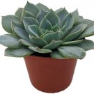 Echeveria Caribbeans Succulent Desert Rose Blue Live Plant 2.5" Pot Indoor Outdoor Garden