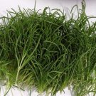 Komarovii Saltwort Oldest Veggie Culinary Succulent Herb Salsola Worlds 50 Seeds Indoor Outdoor Gard