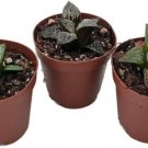 Window Panes Collection Succulent S Live 3 Plants In 2" Pots Indoor Outdoor Garden