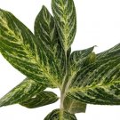 Aglaonema Madonna Golden Evergreen Live Plant 4.5" Pot Indoor Outdoor Garden