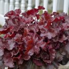 Heuchera Dolce Truffles Cherry Shades Coral Bells Live Plant Gallon Pot Indoor Outdoor Garden