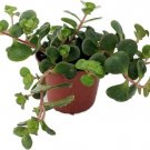 Spuriums Emeralds Sedums Green Makinois And Live Plant 2.5" Pot Indoor Outdoor Garden