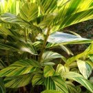 Alpinia Variegated Zerumbet Fragrance Edible Spicy Out Live Plant 6" Pot Indoor Outdoor Garden