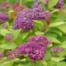 Spiraea Double Play Dolly Japonica Durable Care In Live Plant 4" Pot Indoor Outdoor Garden