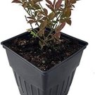Blueberries Northblues Low Elf Pollinating Live Plant 2.5" Pot Indoor Outdoor Garden