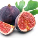 Ficus Fignominal Carica Tree Fig Hybrids Medium Sized Live Plant 4" Pot Indoor Outdoor Garden Ficus Fignominal Carica Tree Fig Hybrids Medium Sized Live Plant 4" Pot Indoor Outdoor Garden