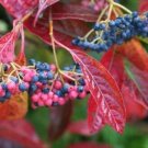 Viburnum Nudum Bulk Breathtaking Berries Brandywine Beautiful Shrub 4" Pot Indoor Outdoor Garden