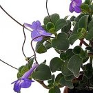 Primrose Delight Streptocarpella Boysenberry Cape Home Out Live Plant 2.5" Pot Indoor Outdoor Garden Primrose Delight Streptocarpella Boysenberry Cape Home Out Live Plant 2.5" Pot Indoor Outdoor Garden