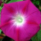 Rambler Crimson Glories Morning Vines Fresh Untreated Gorgeous Trumpets 30 Seeds Indoor Outdoor Gard