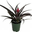 Ananas Red Bracteatus Pineapple Great Live Plant 5" Pot Indoor Outdoor Garden