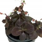 Gloxinias Red Erinoides Satin S Blooming Live Plant 2.5" Pot Indoor Outdoor Garden