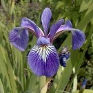 Iris Harlequins Flag Blues Versicolor Aquatics Live Plant 10 Seeds Indoor Outdoor Garden Iris Harlequins Flag Blues Versicolor Aquatics Live Plant 10 Seeds Indoor Outdoor Garden