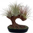 Tillandsias Tree Sculpture Air Great Gift S And Care Live Plant Indoor Outdoor Garden