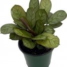 Calathea Burle Amagris Prayer Marxi S Live Plant 4" Pot Indoor Outdoor Garden