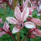 Dictamnus Amazing Produce Volatiles Oil Botanicals Pyromanias 10 Seeds Indoor Outdoor Garden