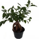 Ficus Ginseng Bonsai Tree S Bonsai Or Live Plant 6" Pot Indoor Outdoor Garden