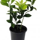 Lemon Meyer Tree Sweetest Of All Lemons S In Out Live Plant 6" Pot Indoor Outdoor Garden